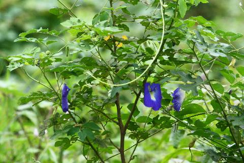 Goa Flowers - Download Goa Photos